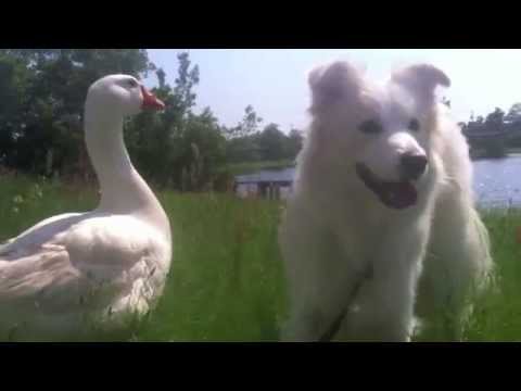 Dog and Goose Friends