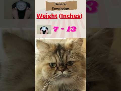 cat breed information of Persian Cat