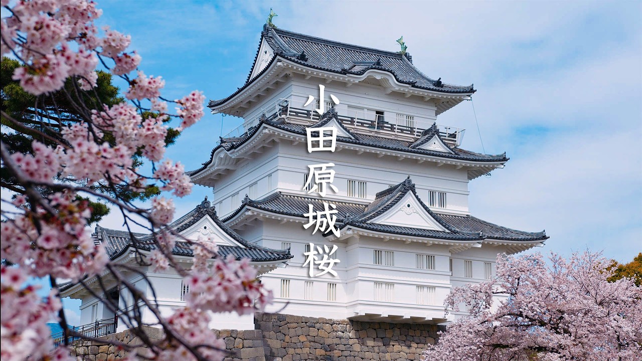 Odawara Castle Cherry Blossoms