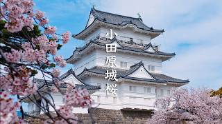 Odawara Castle Cherry Blossoms video preview