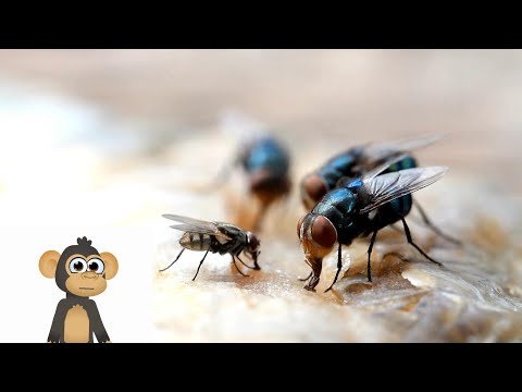 Buzzing into the World of Flies - Learn Facts about Flies