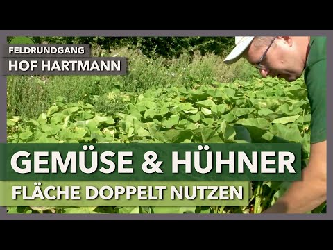 Doppelnutzung des Hühnerauslaufs mit Gemüse | Hof Hartmann | Feldrundgang 11
