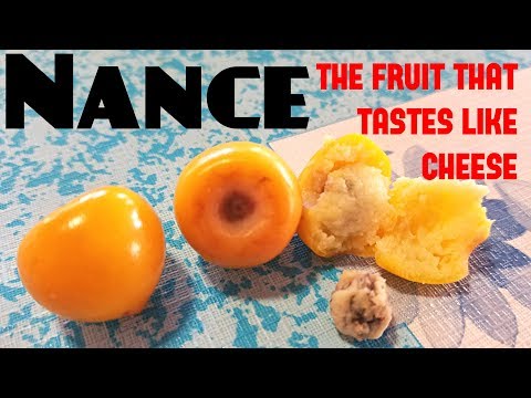 Nance (Byrsonima crassifolia) One of my least favorite fruits - Weird Fruit Explorer Ep 286