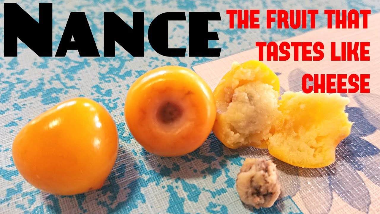 Nance (Byrsonima crassifolia) One of my least favorite fruits - Weird Fruit Explorer Ep 286 - YouTube