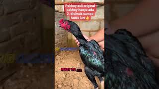 Download lagu THERE ARE ONLY 2 ORIGINAL ONES😁 #chicken #qualitychicken #chickenbangkok #rooster #uniquefacts #p... mp3 Download lagu THERE ARE ONLY 2 ORIGINAL ONES😁 #chicken #qualitychicken #chickenbangkok #rooster #uniquefacts #p... mp3