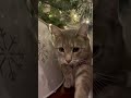 Cute Cat Stretching Gray Tabby Hermaphrodite Cat Shorts