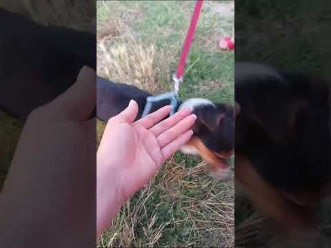 Regalo Lunetta 2 anni e mezzo taglia medio piccola femmina