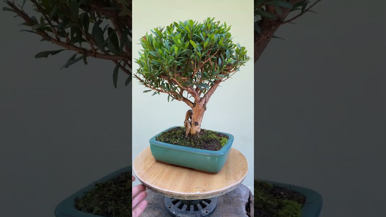 Bonsai de Cereja Silvestre (Anã) - 5x S/ Juros | B136