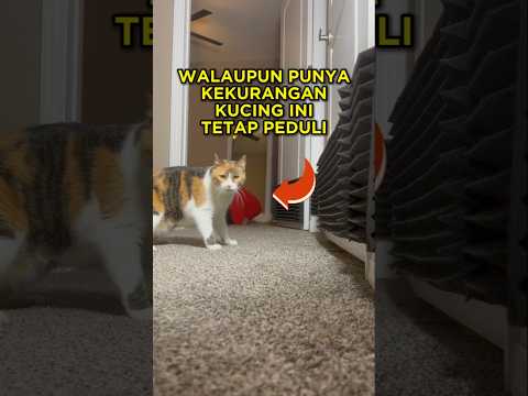 Kucing Ini Tetap Peduli Walau Dia Sendiri Punya Kekurangan 🐱🥺 #shorts #kucing