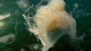 Mount Kimbie - Ruby (Creatures of the Deep)