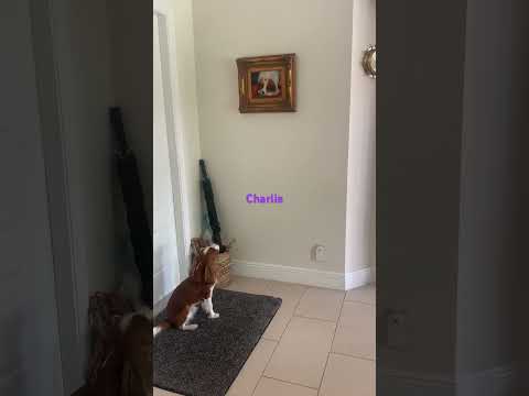 Cavalier King Charles spaniel barks at the portrait#trending #funnyanimals #viral #dog #funny