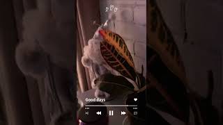 the Christmas spirit. Came home ❤️🏡❄️ 🌲 🧑‍🎄 #mundodelucy #lifemoments