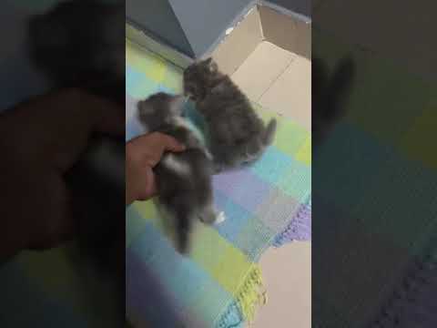 Cute little 🐱😍😍#loveanimals #cats