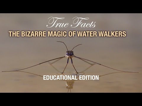 True Facts Water Walkers: Educational Edition