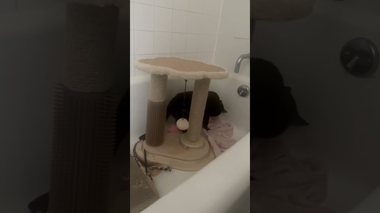 Enlarge Calvin, a Adoptable Domestic Short Hair in New York, NY video 6/6