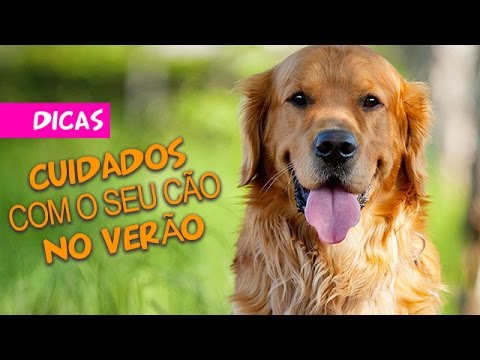 Cuidados com o seu cão no verão