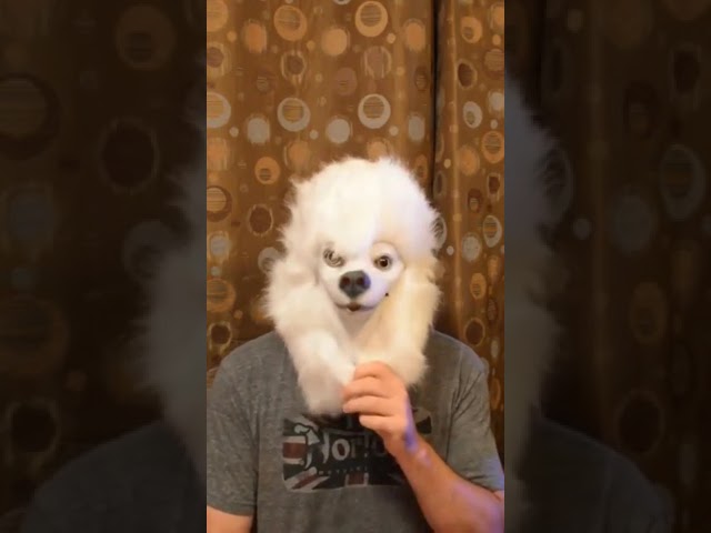 Vídeo relacionado con CreepyParty Máscara de Cabeza de Látex Animal Paloma Pájaros Azules Máscara Disfraz de Carnaval Halloween