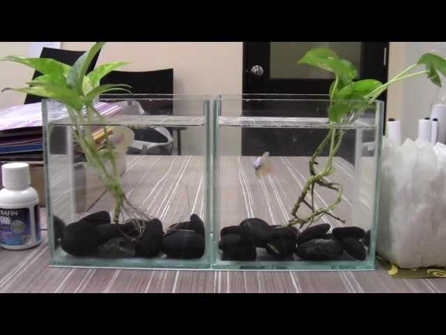 Tank Decoration for Betta Fish with Money Plant by Mr. Jarvic Lau