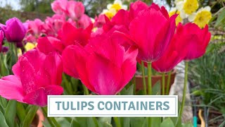 Creating A Stunning Tulip Display In Containers // Cottoverdi