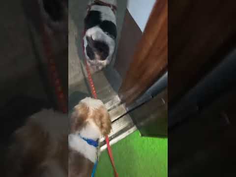 Dog# sizuu  they want to go home after finishing walking🩷🩷🩷 they like to play home only❤️❤️￼