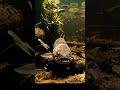 Countryside Fish Life Is AMAZING ️ You Won T Believe This