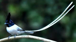 Download lagu MASTERAN GACOR & PIKAT TALI POCONG SERIWANG ASIA SUARA PANCINGAN PART 2 | KICAU SUARA BURUNG mp3