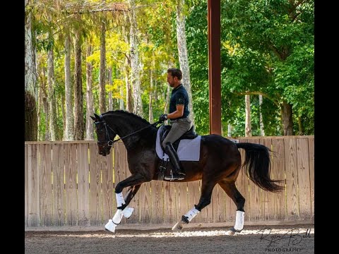 2015 gelding by Don Principe