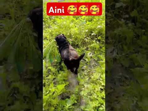 Aini thief 😂😂 #short #shade of creativity