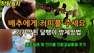 배추 무 달팽이 퇴치 방법 커파박(커피찌꺼기)을 이용한 달팽이 방제법 배추벌레와 진딧물이 생겨 친환경살충제를…