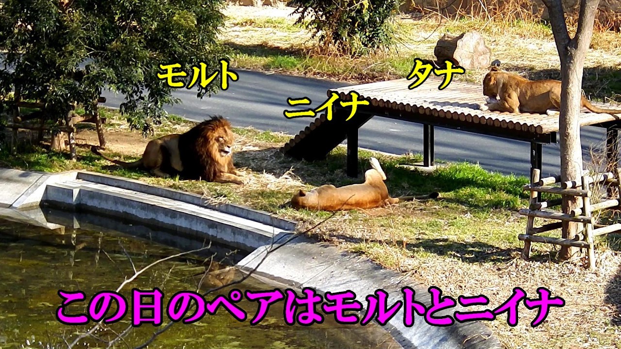 この日のペアはモルトとニイナ　Lion (ライオン)　多摩動物公園