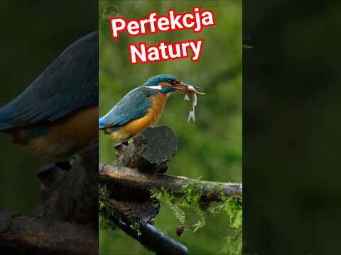 Jak natura stworzyła snajpera? To zimorodek #ptaki, #zimorodek