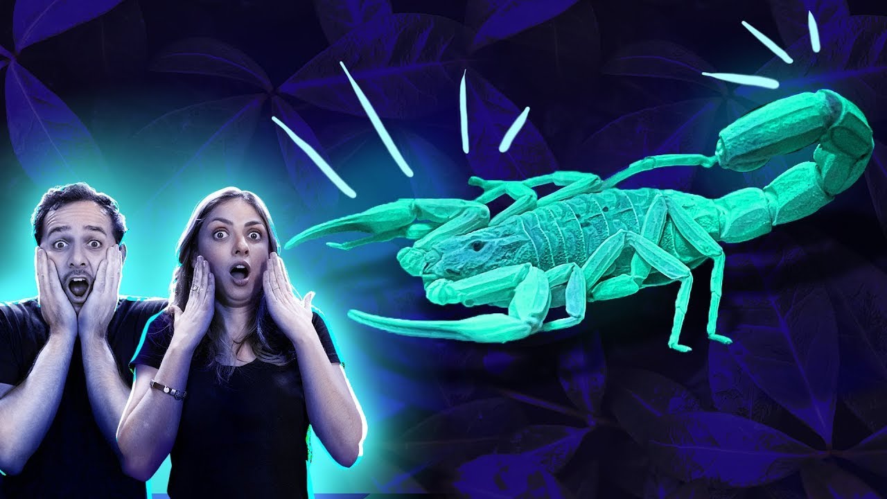 Achamos 35 ESCORPIÕES usando LUZ NEGRA!