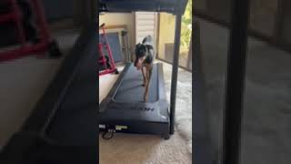 Video preview image #1 Doberman Pinscher Puppy For Sale in Buffalo, MN, USA
