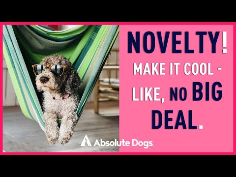 Does your dog need more confidence and optimism around novel things?
