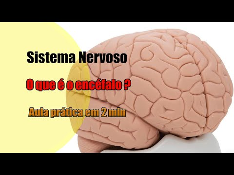 Encéfalo e suas principais estruturas [4K] - Neuroanatomia - Anatomia
