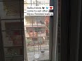 Bulbul Birds ‍ ️ Came To Eat After Myna Finish Eating Shorts Birds Bulbul