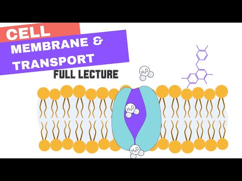 Chapter 7 - Cell Membrane & Transport (Active & Passive Transport, Osmosis, Diffusion, Bulk)