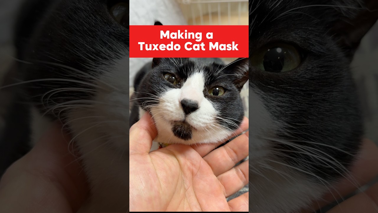 【猫面を作る】#木彫り #お面 #shorts #catmask #japanesemask #woodcarving