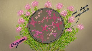 Nanomik video