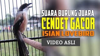 Download lagu Kicau CENDET GACOR Isian Lovebird NGEKEK PANJANG mp3