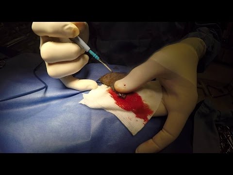 Bovie® Animal Health - Ear Mass Removal