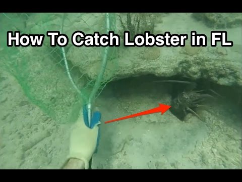 How to Catch Lobster in the Florida Keys While Snorkeling