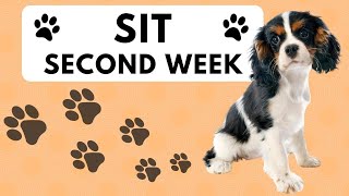How to Train a Puppy to Sit Lesson Two YouTube Video | How to Teach a Dog to Sit