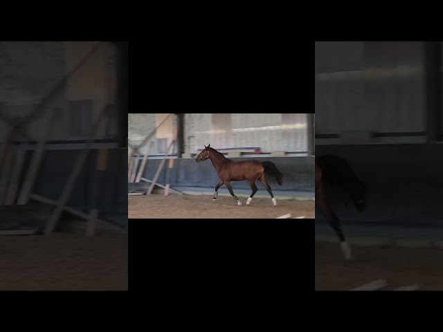 Mâle SF de 2 ans à vendre