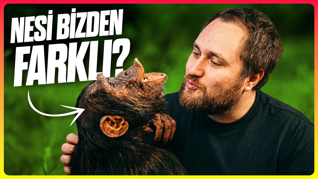 Şempanzeler Neden Medeniyet Kuramıyor?