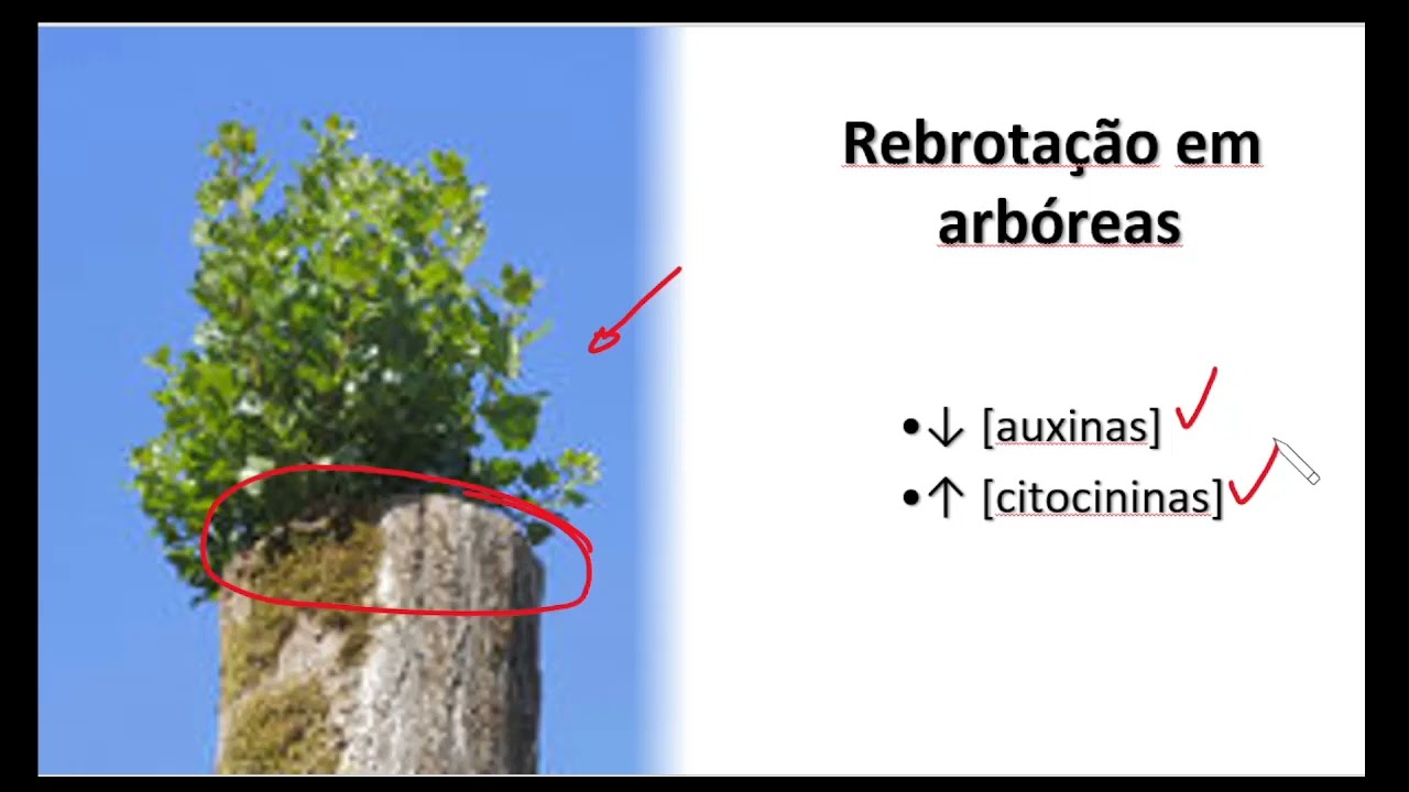 9 - Organogênese - Regulação