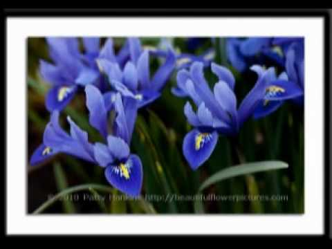 PETAR MILENKOVSKI=PUKNALA MAJKO TRESNALA