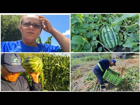 Mostramos a plantações e colheitas. Cantinho da ceia 