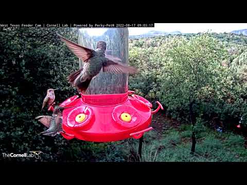 Beautiful Hummingbird Gorgets Light Up at the West Texas Feeders | August 17, 2022 | Cornell Lab |