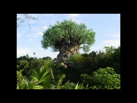 ANIMAL KINGDOM TREE OF LIFE AREA LOOP 1